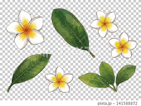 一幅充滿熱辣氣息的雞蛋花插畫 141588872