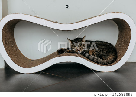 Peaceful tabby domestic cat sleeping on a modern infinity-shaped cardboard scratching lounge in a bright home interior. Cozy comfort pet lifestyle. Peaceful tabby domestic cat sleeping on a modern infinity-shaped cardboard scratching lounge in a bright home interior. Cozy comfort pet lifestyle. 141588893