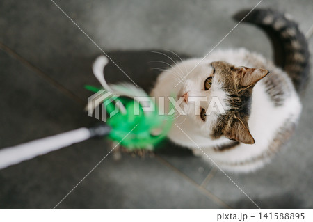 Curious domestic tabby cat playing with a feather wand toy indoors. Expressive action shot capturing playful behavior, pet enrichment hunting instinct Curious domestic tabby cat playing with a feather wand toy indoors. Expressive action shot capturing playful behavior, pet enrichment hunting instinct 141588895