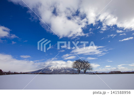 雪原に佇む裸木と羊蹄山、ニセコの冬景色 雪原に佇む裸木と羊蹄山、ニセコの冬景色 141588956