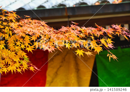 京都 今熊野観音寺 美しい秋の紅葉(京都府京都市東山区) 京都 今熊野観音寺 美しい秋の紅葉(京都府京都市東山区) 141589246