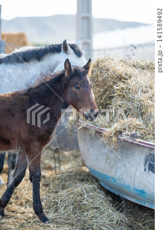 Black and brown horses eating hay. 141589492