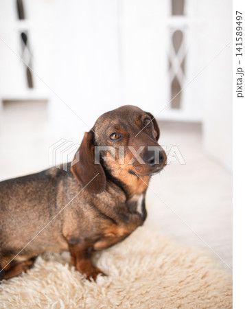 Portrait of a dachshund dog with expressive eyes in a cozy home environment, the concept of friendship, loyalty and pets, clean minimalistic background with soft lighting for advertising pet supplies Portrait of a dachshund dog with expressive eyes in a cozy home environment, the concept of friendship, loyalty and pets, clean minimalistic background with soft lighting for advertising pet supplies 141589497