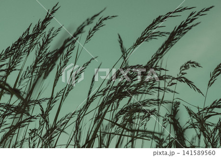 Minimalist silhouette of tall wild grass against a muted green sky. Atmospheric botanical landscape, perfect for wall art, poster design, home decor 141589560