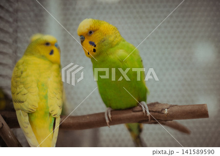 Two colorful budgerigars perched quietly on a natural wooden branch indoors. A charming portrait capturing the gentle social bond and natural behavior of companion pet birds. A couple of birds in love Two colorful budgerigars perched quietly on a natural wooden branch indoors. A charming portrait capturing the gentle social bond and natural behavior of companion pet birds. A couple of birds in love 141589590