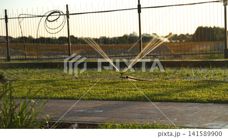 Garden sprinkler watering green lawn grass during golden hour sunset for irrigation and maintenance Garden sprinkler watering green lawn grass during golden hour sunset for irrigation and maintenance 141589900