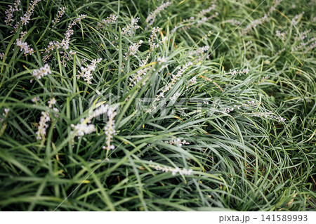 Lush green grass with delicate white flowers growing abundantly in a natural outdoor setting, showcasing vibrant foliage and intricate floral details Lush green grass with delicate white flowers growing abundantly in a natural outdoor setting, showcasing vibrant foliage and intricate floral details 141589993