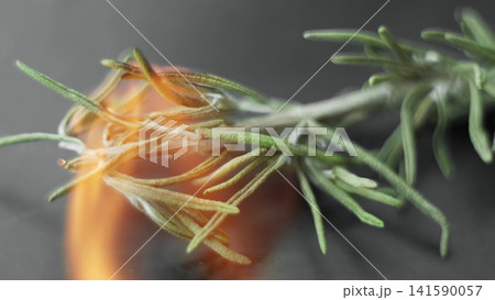 Rosemary sprig burning with orange flame, cooking herb igniting, releasing aromatic smoke and culinary flavor Rosemary sprig burning with orange flame, cooking herb igniting, releasing aromatic smoke and culinary flavor 141590057
