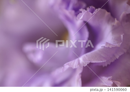 Close-up of delicate purple flower petals showcasing intricate textures and soft gradients, with a blurred background enhancing the floral details and colors Close-up of delicate purple flower petals showcasing intricate textures and soft gradients, with a blurred background enhancing the floral details and colors 141590060