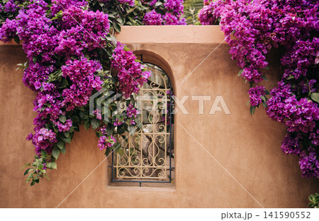 Vibrant bougainvillea flowers cascade over a textured clay wall, framing an ornate window, creating a stunning visual contrast in a serene outdoor setting with natural beauty 141590552