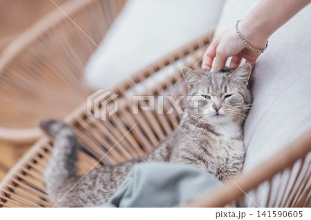 Close-up of the cute muzzle of a gray striped cat in a cozy wicker basket at home 141590605