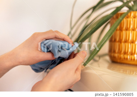 Close-up hands of a woman wipes the dust off the leaves of the houseplant pineapple with care Close-up hands of a woman wipes the dust off the leaves of the houseplant pineapple with care 141590805