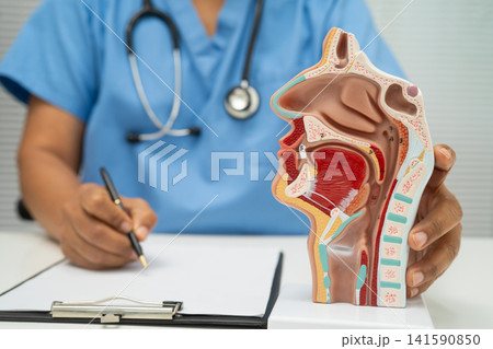 Asian doctor with nasal oral throat cavity neck human anatomy model for study diagnosis and treatment in hospital. Asian doctor with nasal oral throat cavity neck human anatomy model for study diagnosis and treatment in hospital. 141590850