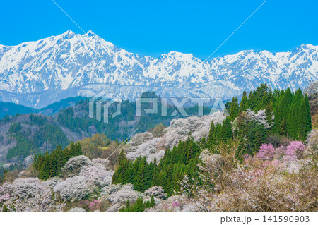 長野県　小川村　二反田の桜 141590903
