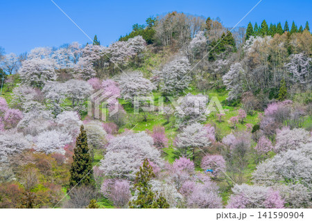 長野県　小川村　二反田の桜 141590904