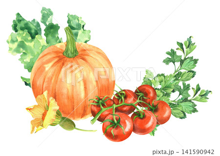 Pumpkin with the flower, lettuce, tomatoes and parsley. Watercolor illustration. Handmade art work. For packaging design, cards, cover, prints, product labels and fabric. Pumpkin with the flower, lettuce, tomatoes and parsley. Watercolor illustration. Handmade art work. For packaging design, cards, cover, prints, product labels and fabric. 141590942