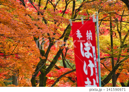 京都　今熊野観音寺　美しい秋の紅葉（京都府京都市東山区） 141590971
