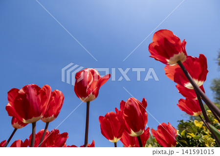 Vibrant Red Tulips and Blue Sky in Spring. Vibrant Red Tulips and Blue Sky in Spring. 141591015
