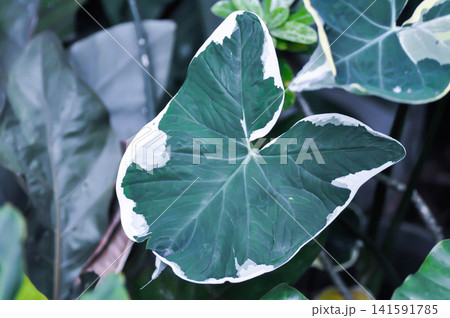 Xanthosoma sagittifolium L Schott Albomarginata or Albomarginata, Araceae or XANTHOSOMA or Mickey Mouse Plant Xanthosoma sagittifolium L Schott Albomarginata or Albomarginata, Araceae or XANTHOSOMA or Mickey Mouse Plant 141591785