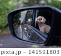 車の窓から顔を出すトイプードル 141591803