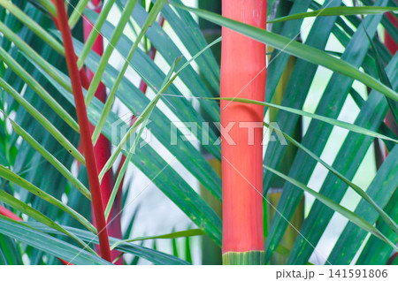Cyrtostachys renda Blume, Cyrtostachys renda palm or Cyrtostachys Renda Red Wax or Lipstick Palm or Maharajah Palm or ARECACEAE or red plant Cyrtostachys renda Blume, Cyrtostachys renda palm or Cyrtostachys Renda Red Wax or Lipstick Palm or Maharajah Palm or ARECACEAE or red plant 141591806