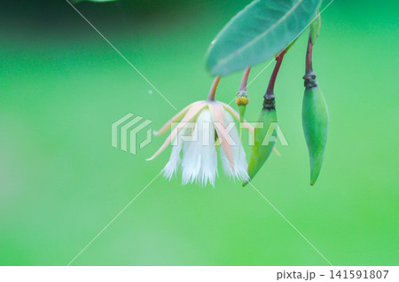 Elaeocarpus grandiflorus Sm, Fairy petticoats or Lily of the valley or ELAEOCARPACEAE or white flower 141591807
