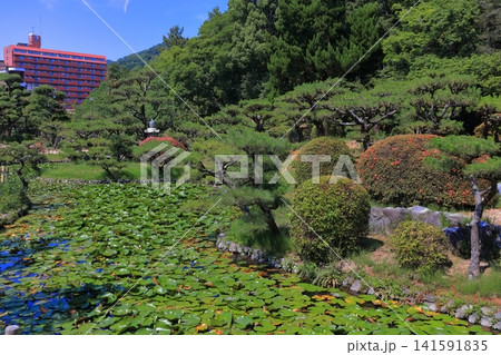 【愛媛県】道後温泉街の湯築城跡にある道後公園(お堀に浮かぶ睡蓮) 【愛媛県】道後温泉街の湯築城跡にある道後公園(お堀に浮かぶ睡蓮) 141591835