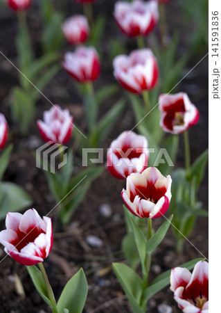 Red and White Tulips Blooming in Spring Garden. Red and White Tulips Blooming in Spring Garden. 141591836