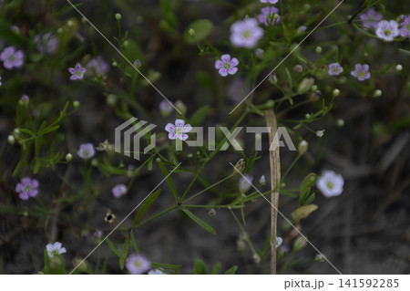 Small pink wildflowers blooming in a natural meadow during daylight, macro view of delicate tiny spring blossoms with green grass and blurred background. Small pink wildflowers blooming in a natural meadow during daylight, macro view of delicate tiny spring blossoms with green grass and blurred background. 141592285