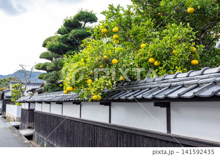 城下町の白い土塀越しに黄色い夏みかんがたわわに実る、風情ある日本の原風景 141592435