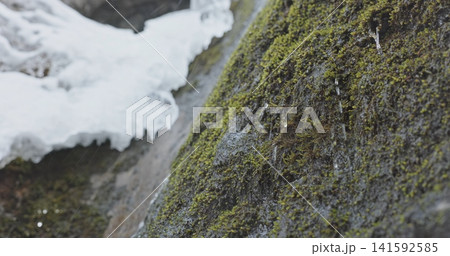 Rainwater falling on mossy ground with ice Rainwater falling on mossy ground with ice 141592585