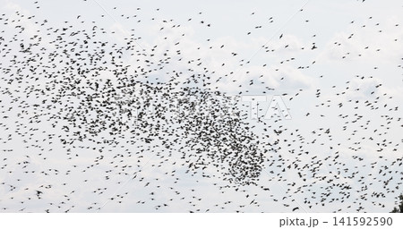Gathering of individual birds to forage 141592590