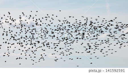 Gathering of individual birds to forage Gathering of individual birds to forage 141592591
