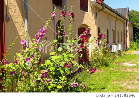 Blooming hollyhocks along yellow farmhouse wall in Denmark 141592646