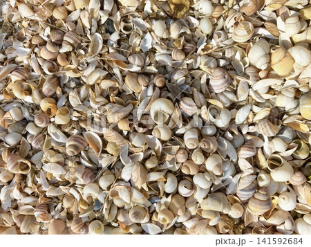 A dense layer of beautiful seashells of various shapes and shades A dense layer of beautiful seashells of various shapes and shades 141592684