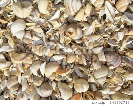 A dense layer of seashells of various shapes and shades A dense layer of seashells of various shapes and shades 141592712