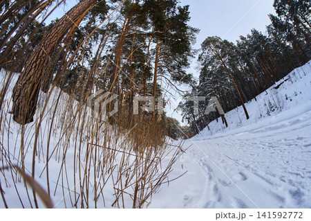 Wide angle perspective of snowy road inside winter pine forest wilderness Wide angle perspective of snowy road inside winter pine forest wilderness 141592772