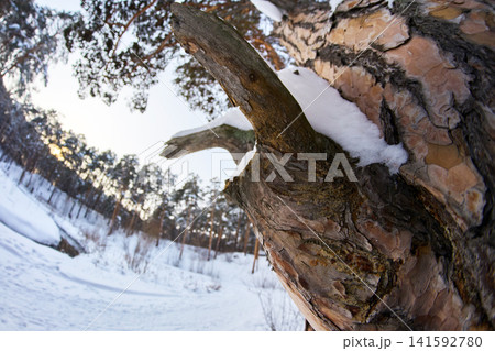 Close up abstract texture of pine tree bark covered with winter snow Close up abstract texture of pine tree bark covered with winter snow 141592780