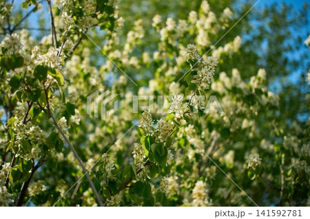 Blooming amelanchier tree branches in spring Blooming amelanchier tree branches in spring 141592781
