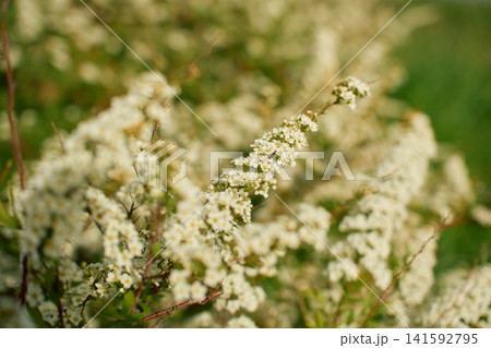 white spirea shrub branches filled with small blossoms stretching toward white spirea shrub branches filled with small blossoms stretching toward 141592795