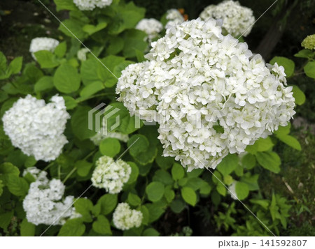 Lush white hydrangea blossoms against a backdrop of green foliage 141592807