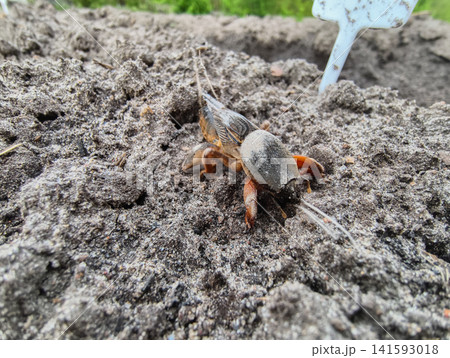 Mole cricket appearing from its underground burrow, a common garden pest causing damage to plant roots and crops in agricultural fields. Mole cricket appearing from its underground burrow, a common garden pest causing damage to plant roots and crops in agricultural fields. 141593018