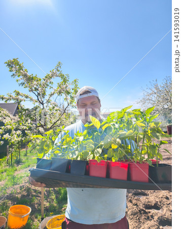 Man holding a tray of vibrant green pepper seedlings, ready for spring planting in an outdoor garden under a bright blue sky, symbolizing growth, new beginnings, and sustainable farming. Man holding a tray of vibrant green pepper seedlings, ready for spring planting in an outdoor garden under a bright blue sky, symbolizing growth, new beginnings, and sustainable farming. 141593019