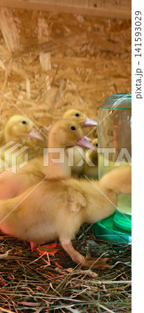 Group of small fluffy yellow ducklings gathered around a water dispenser, keeping warm under a heat lamp while standing on fresh hay in an indoor pen. 141593029