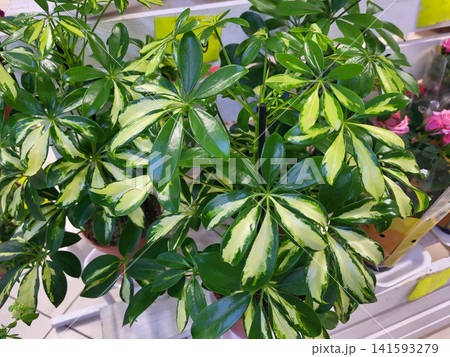 Schefflera indoor plant with variegated green leaves. 141593279