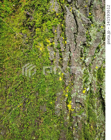 Vibrant green moss and yellow lichen spread across the rough, grooved bark of a tree trunk. Closeup rich natural textures with intricate wooden crevices, and organic rugged surface Vibrant green moss and yellow lichen spread across the rough, grooved bark of a tree trunk. Closeup rich natural textures with intricate wooden crevices, and organic rugged surface 141593612
