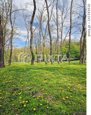 A lush green field with bright yellow dandelions stretches beneath tall, slender trees in early spring. Sunlight filters through the bare and budding branches across the vibrant floral meadow A lush green field with bright yellow dandelions stretches beneath tall, slender trees in early spring. Sunlight filters through the bare and budding branches across the vibrant floral meadow 141593616