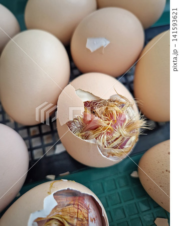 Close-up miracle of life as tiny chicks begin to hatch from their eggs in an incubator. Inside the cracked shells, wet downy feathers and small beaks are visible as the birds struggle to emerge 141593621