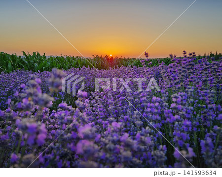 Vibrant lavender field stretches toward a green cornfield under a glowing golden sunset. The clear sky transitions softly into warm orange hues near the horizon. Picturesque rural evening landscape Vibrant lavender field stretches toward a green cornfield under a glowing golden sunset. The clear sky transitions softly into warm orange hues near the horizon. Picturesque rural evening landscape 141593634