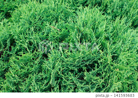 Green thuja tree texture. Natural needles background, bright evergreen texture. Young branches of the forest arborvitae. 141593683